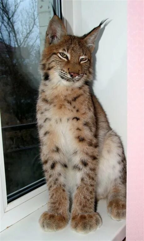 Кот похожий на рысь фото Фестиваль "Рысь и дикие кошки"