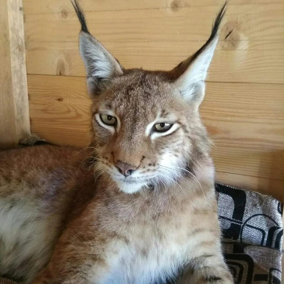 Кот похожий на рысь фото Картинки КОТ КАК РЫСЬ КАК НАЗЫВАЕТСЯ