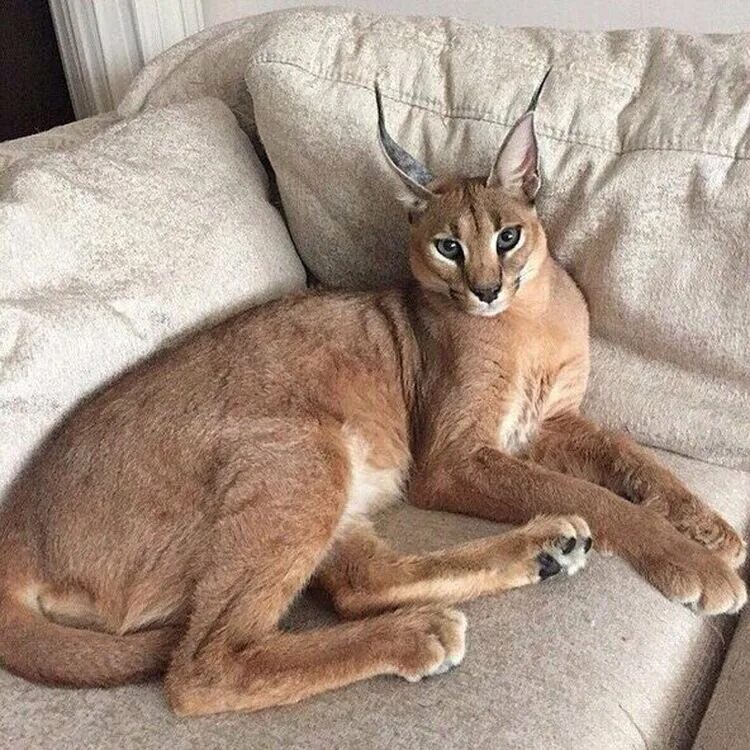 Кот похожий на рысь фото Пять самых удивительных пород кошек. Beautiful life Дзен
