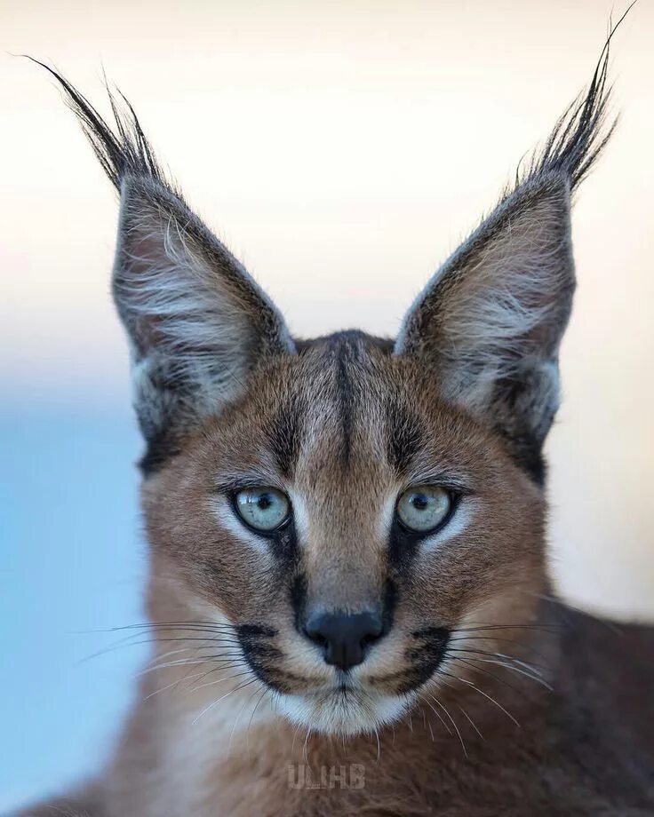 Кот похожий на рысь фото Pin by Avrtatiana on Big cats Animals wild, Wild cats, African animals photograp