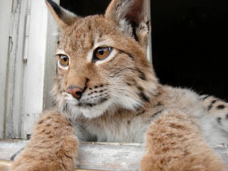Кот похожий на рысь фото СЦБИСТ - железнодорожный форум, блоги, фотогалерея, социальная сеть - Всё о наше