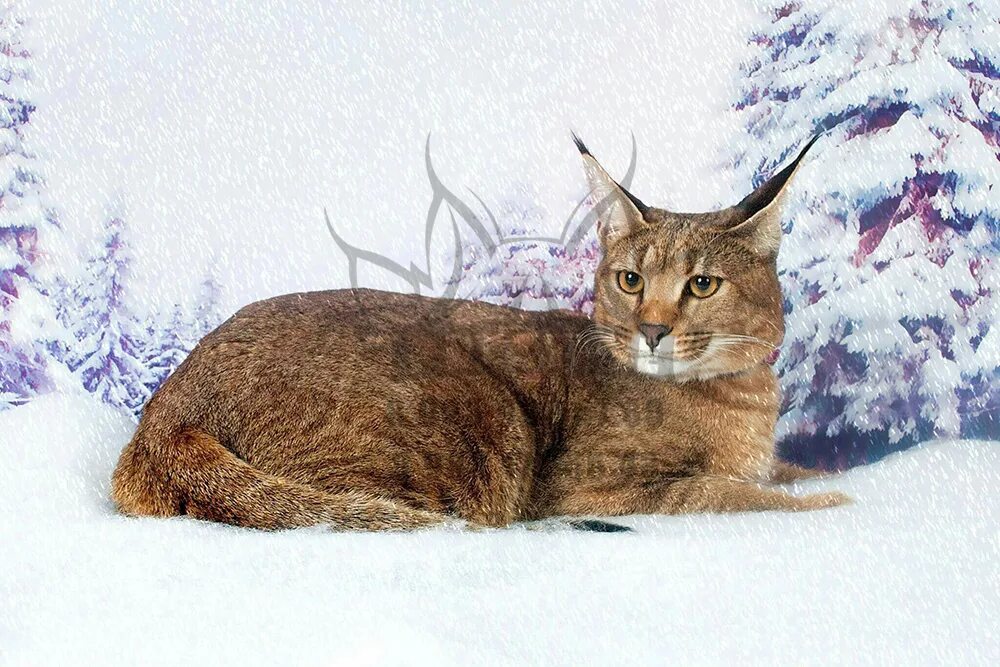 Кот похожий на рысь фото Кошка с обликом рыси