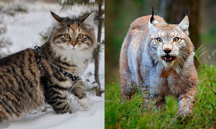 Кот похожий на рысь фото Порода котов похожих на рысь 60 фото - ZooClever.ru