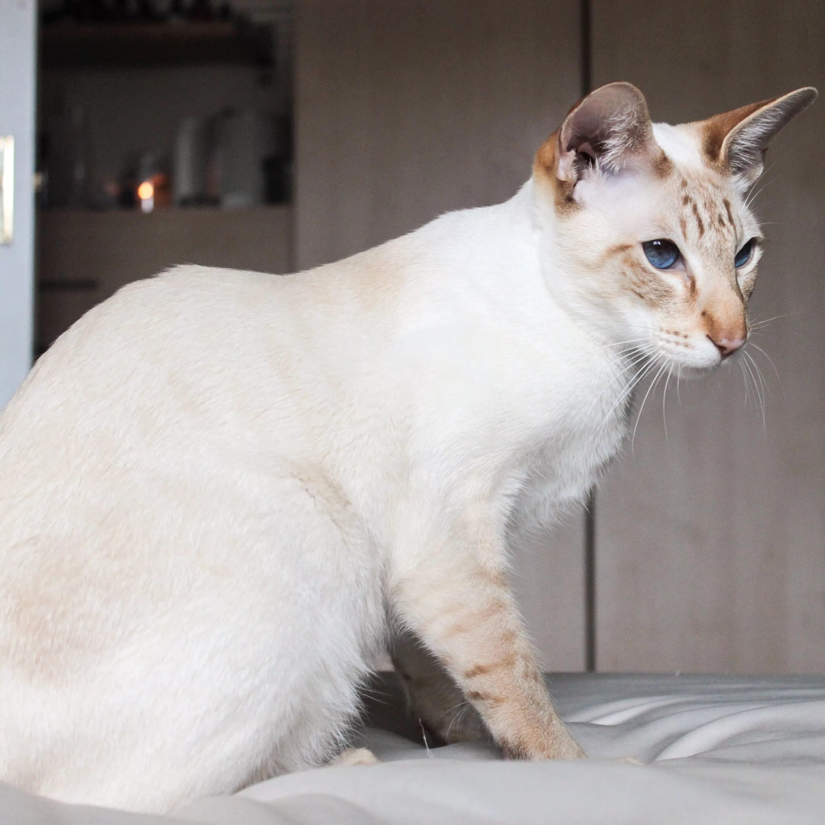 Кот поинт фото Draco, Angel Faced Cinnamon Tabby Point Siamese Cat. Oriental shorthair cats, Co