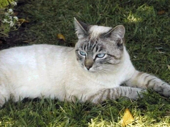 Кот поинт фото Siamese? Cute cats, Siamese cats, Siamese kittens