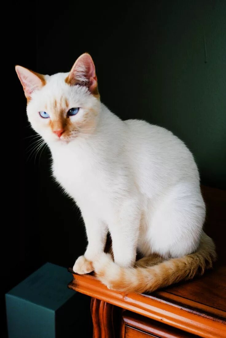 Кот поинт фото Flame point Siamese Siamese cats, Cats, Cats meow