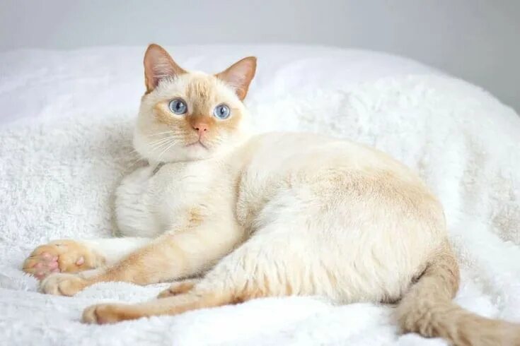 Кот поинт фото Flame Point Siamese: 9 Interesting Facts About This Fiery Cat in 2023 Cats, Siam