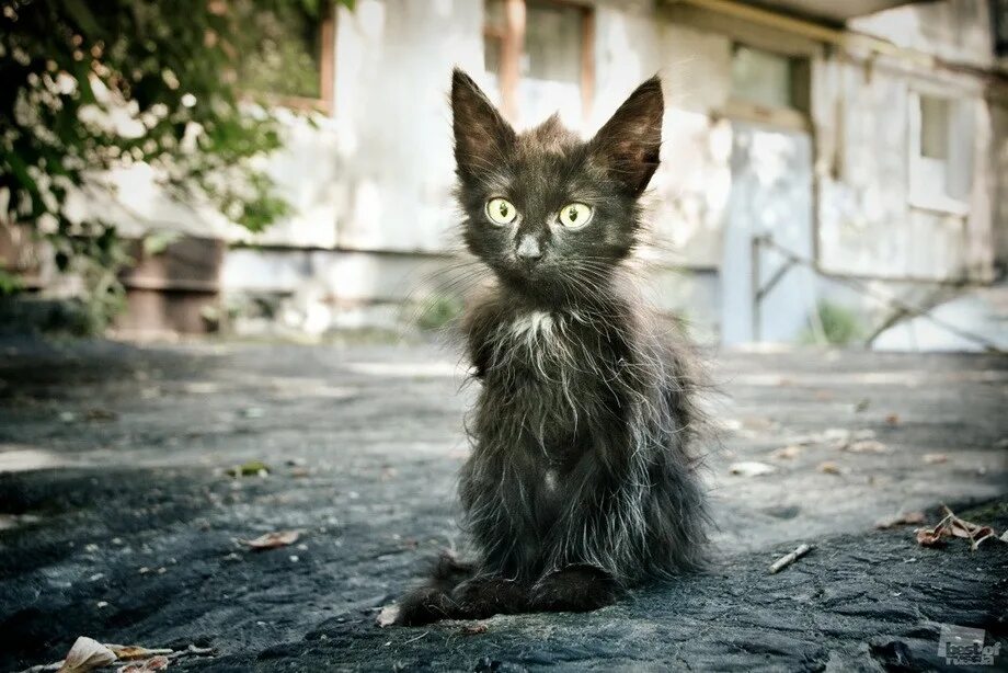 Кот помойный фото Россия в фотографиях Правмир