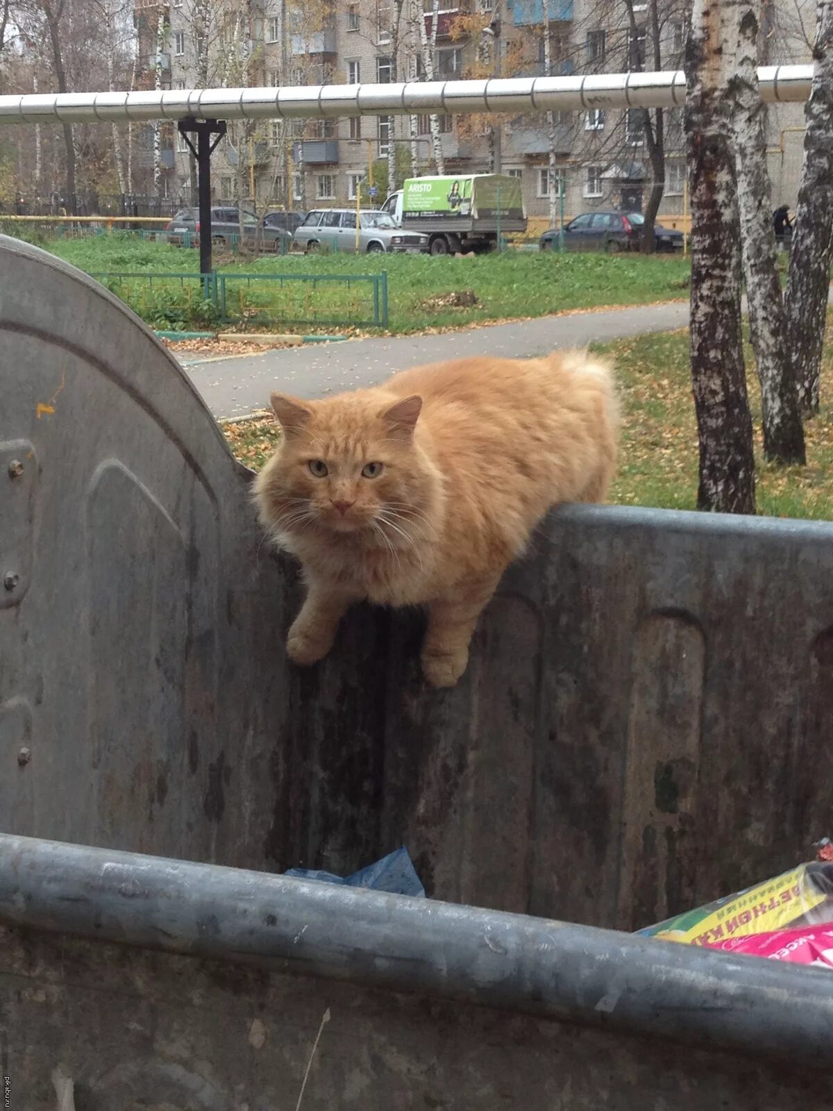 Кот помойный фото Просто кот, который роется в помойке. Листай дальше Пикабу