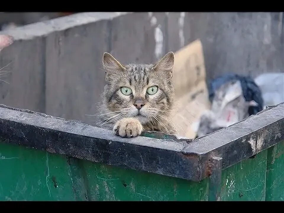 Кот помойный фото МОИ НАХОДКИ - Коты помойные ч.2 - YouTube