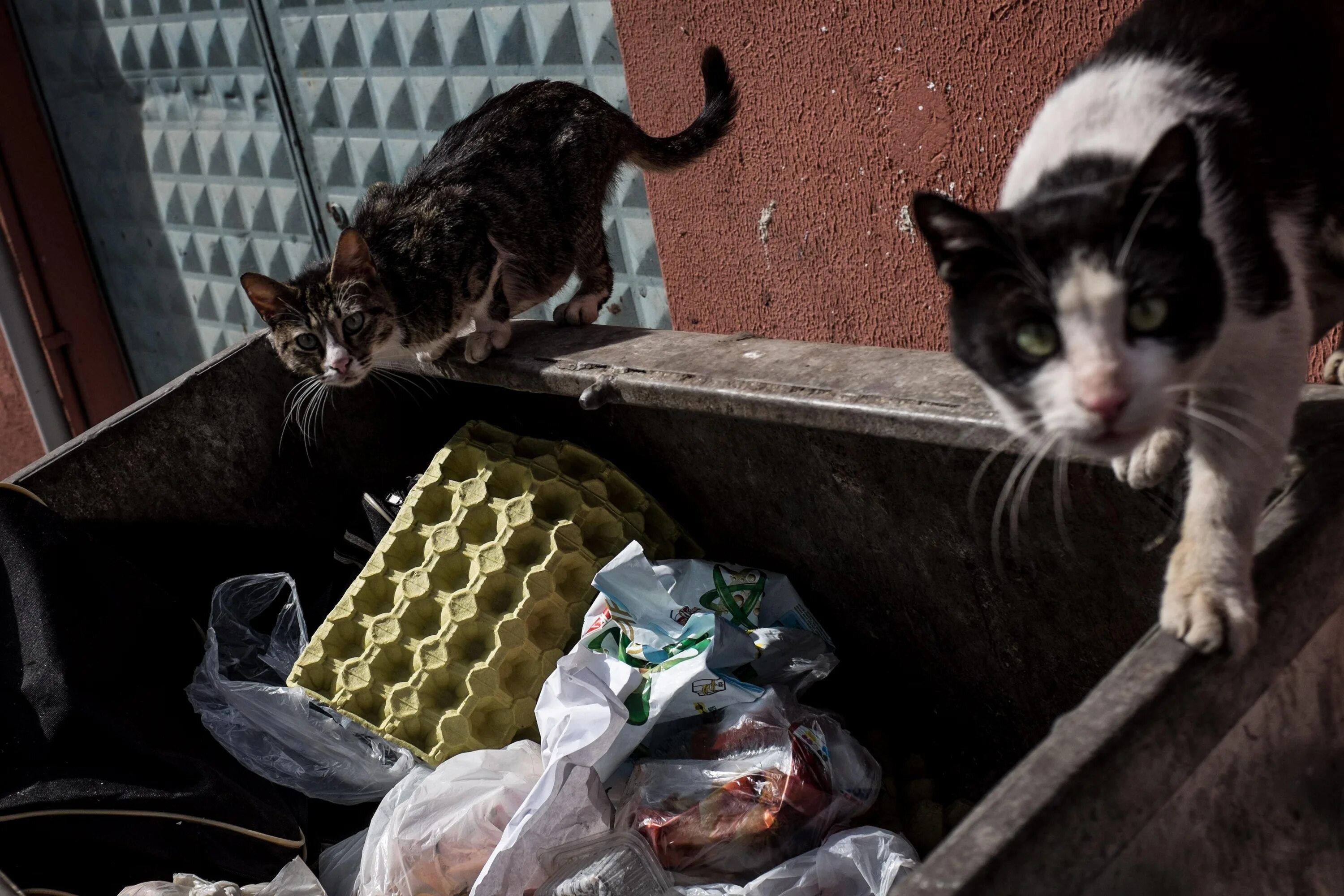 Кот помойный фото Yes, Philadelphians Are Swimming In Garbage Dumpsters