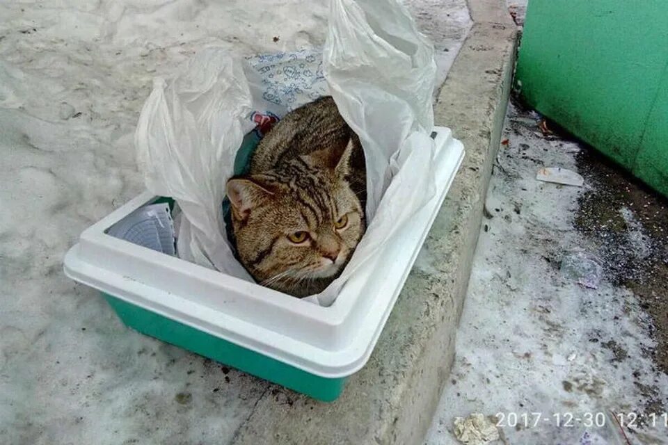 Кот помойный фото Новогоднее чудо": выброшенный на помойку британец нашел семью - KP.RU