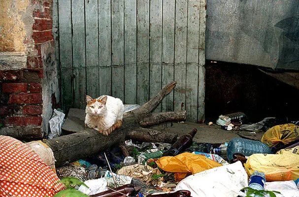 Кот помойный фото Позитивные кошаки на понедельник! - ЯПлакалъ