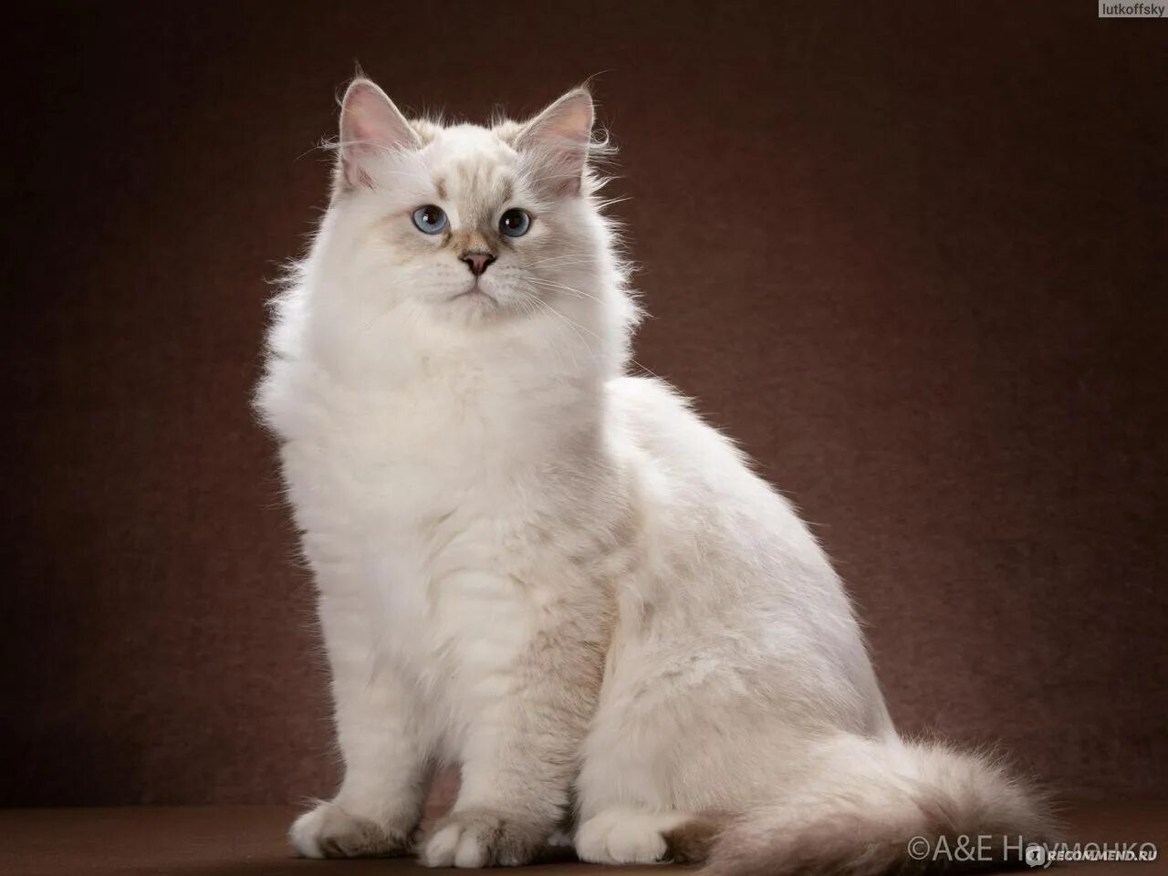 Кот порода невский фото Невская маскарадная - "Милый пушистик, который проходу вам не даст. Как живется 