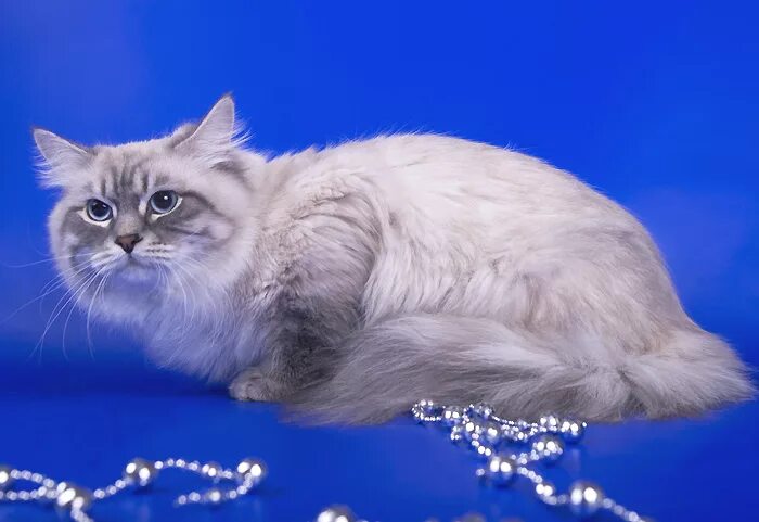 Кот порода невский фото Невский маскарадный кот Юкос