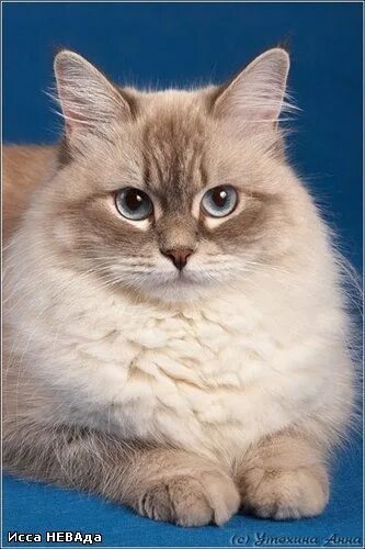 Кот порода невский фото Ответы Mail.ru: Какой породы кот?