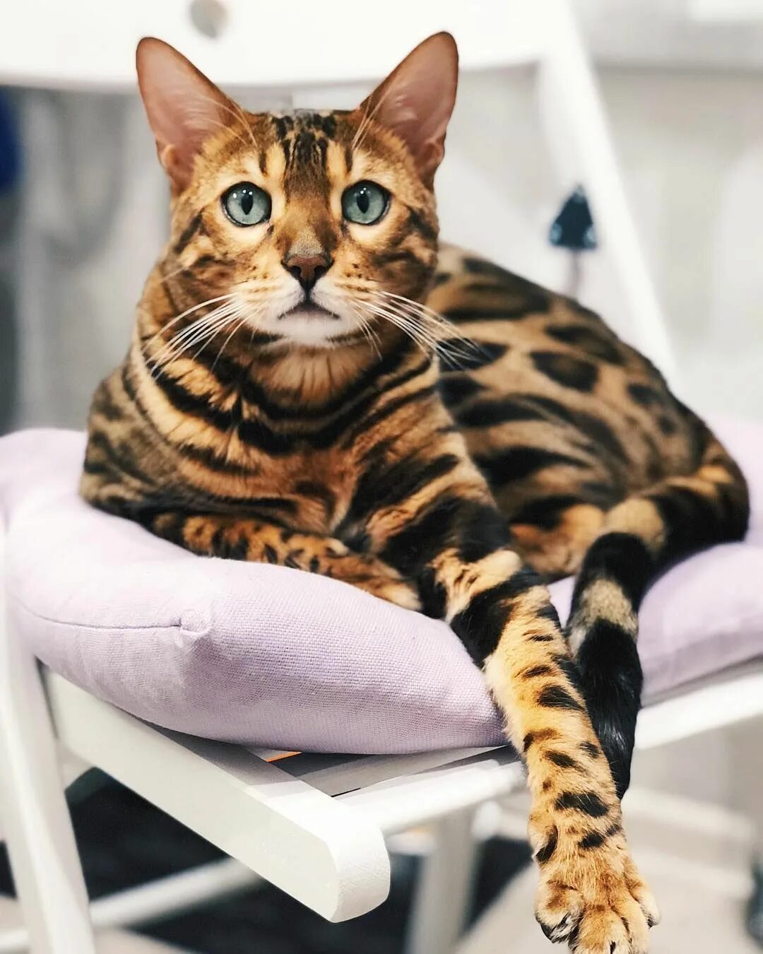 Кот породы бенгал фото 15 Fascinating Facts About Bengal Cats Bengal cat, Cat breeds, Kittens cutest