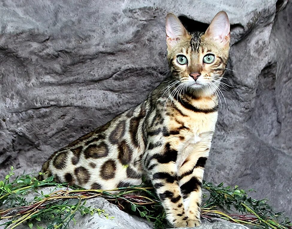 Кот породы бенгал фото Самые дорогие кошки в мире: взгляд на самые дорогие породы Галактика фактов Дзен