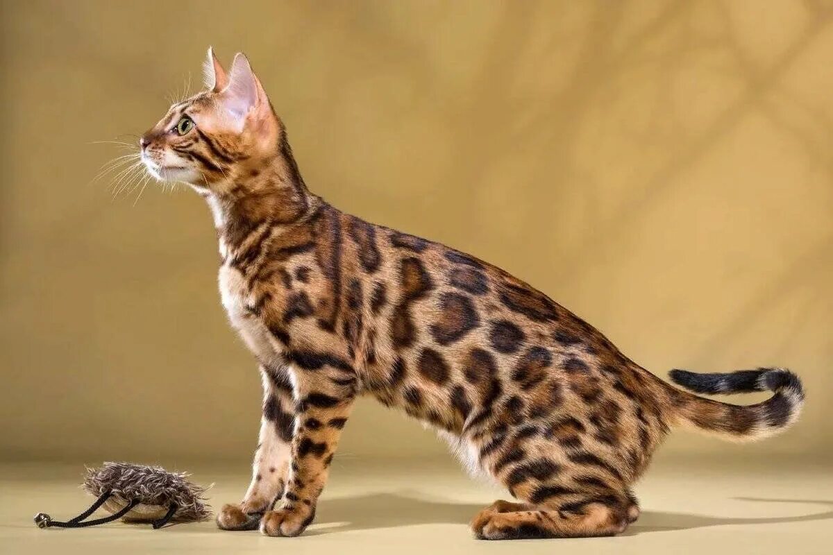 Кот породы бенгал фото Кошки, которые не линяют Старая Ферма Дзен