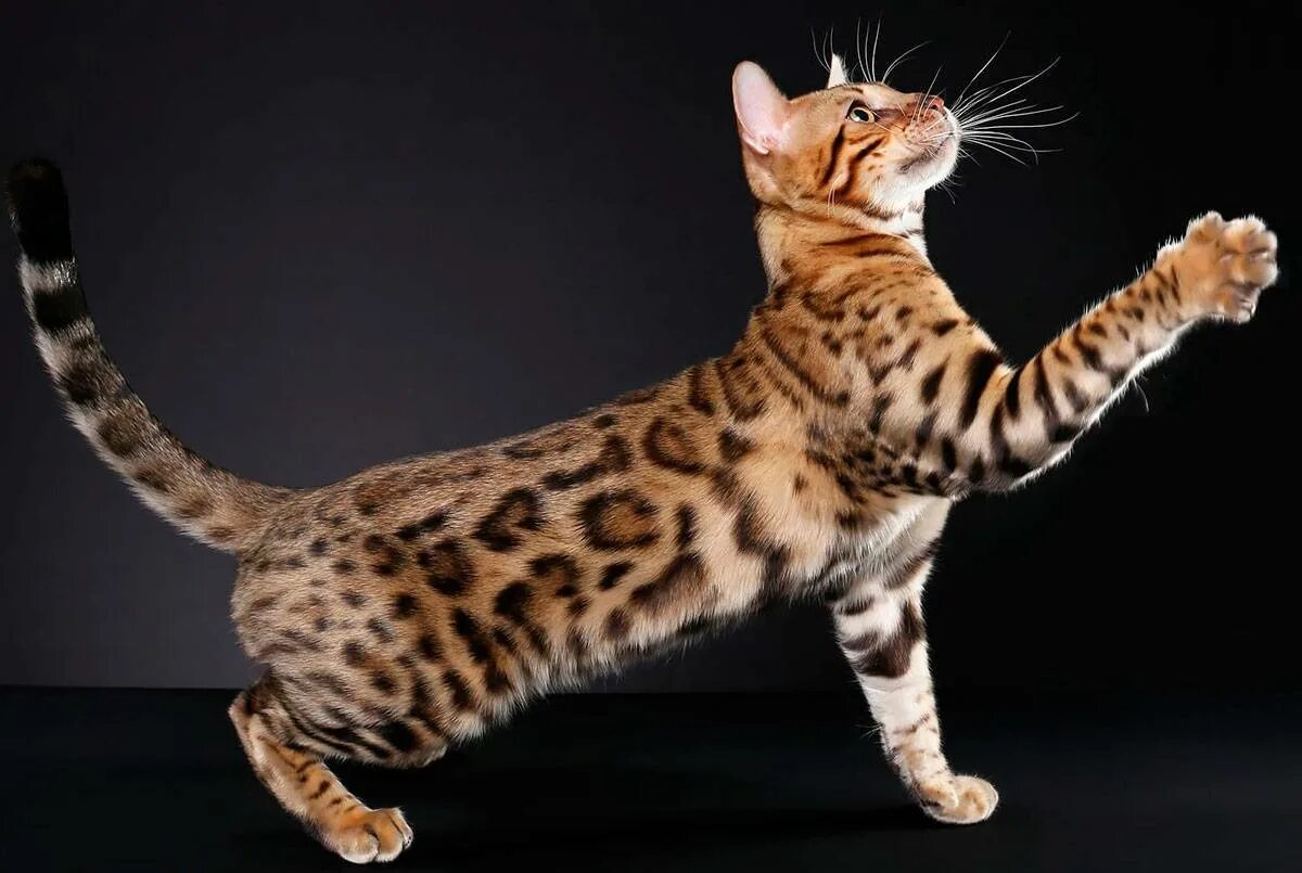 Кот породы бенгал фото Cat Breeds with Unusual Characters: Feline Personalities that Stand out