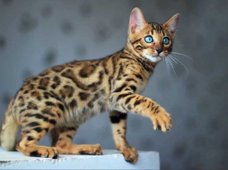 Кот породы бенгал фото Бенгальский котэ / Константин Исмаев