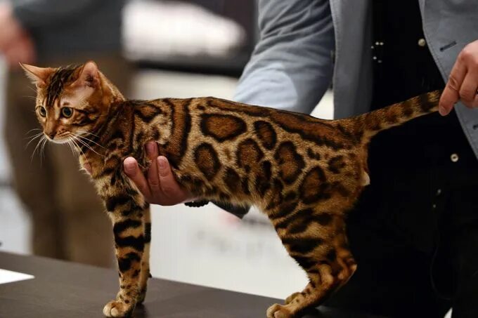 Кот породы бенгал фото Top 17 Least Shedding Cat Breeds - CatTime Bengal cat, World cat, Cat facts