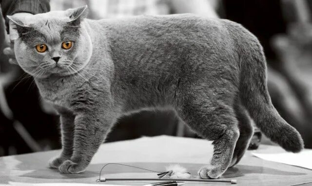 Кот породы британец фото British Shorthair Cat Breed Profile #cats #catbreeds #britishshorthair #britishb