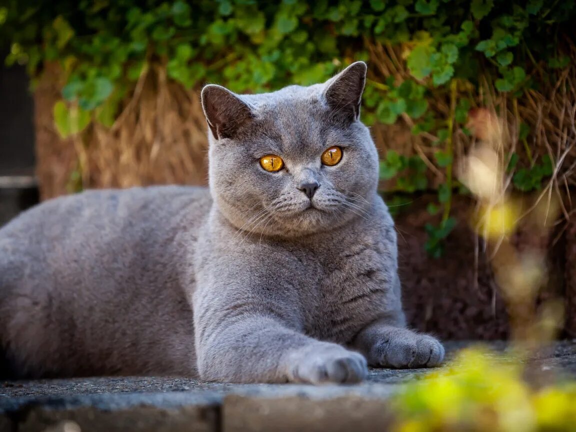 Кот породы британец фото Скачать обои кошка, кот, сад, лежит, британский, раздел кошки в разрешении 1152x