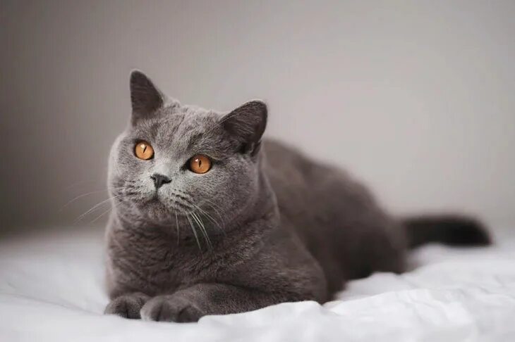 Кот породы британец фото Британская короткошерстная кошка