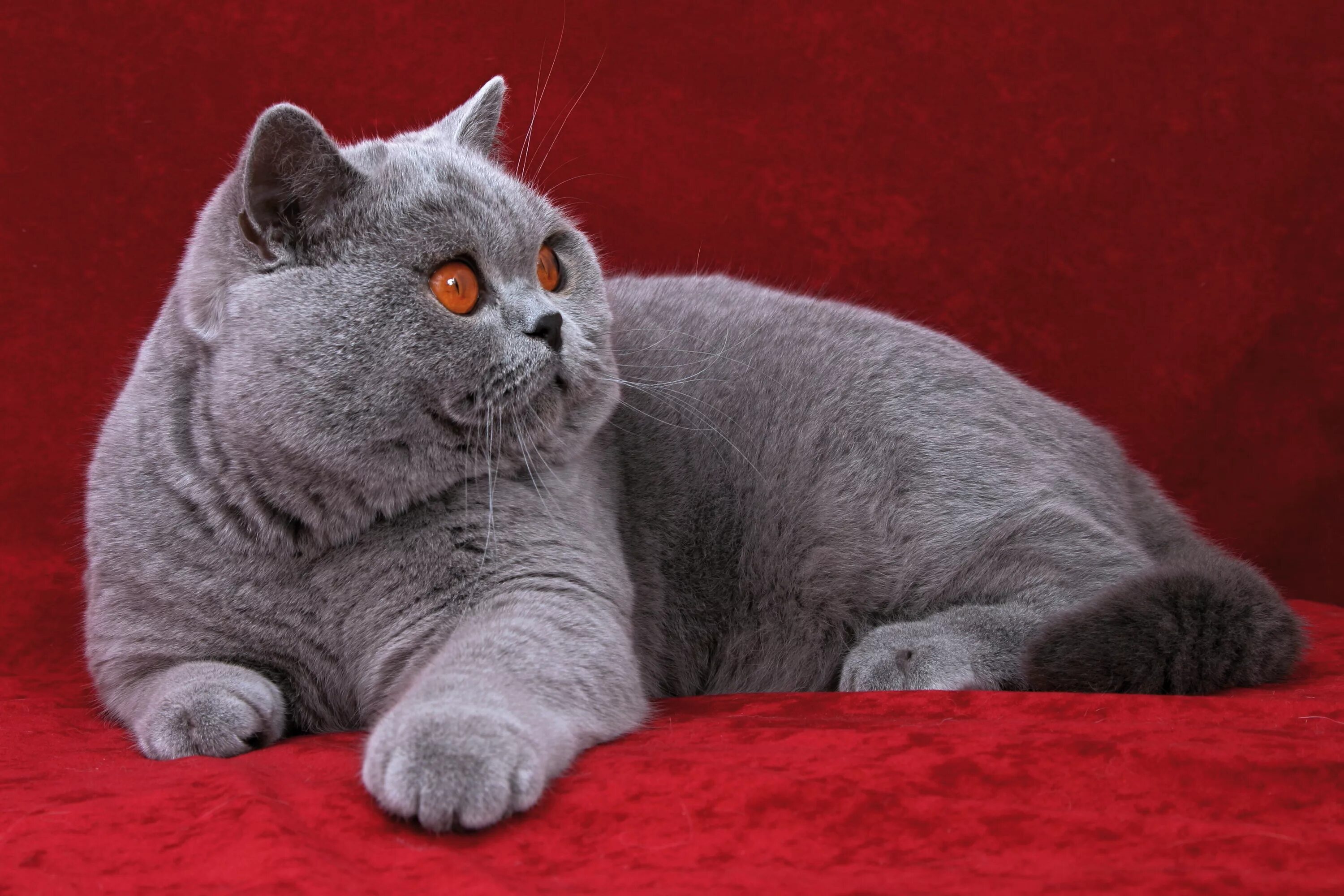 Кот породы британец фото British Shorthair Cat - Brit