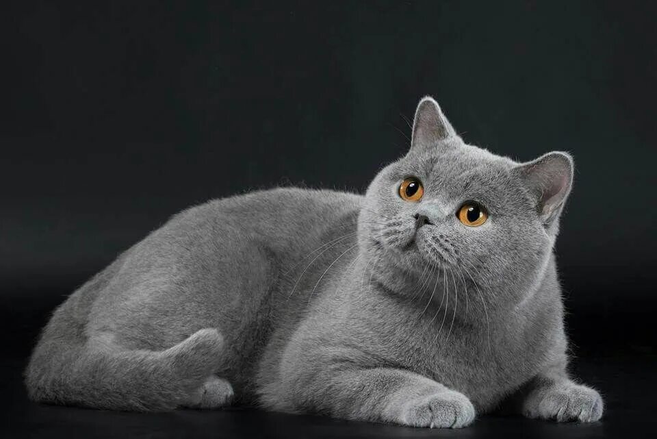 Кот породы британец фото Pin af Véronique Peigney på Chatons
