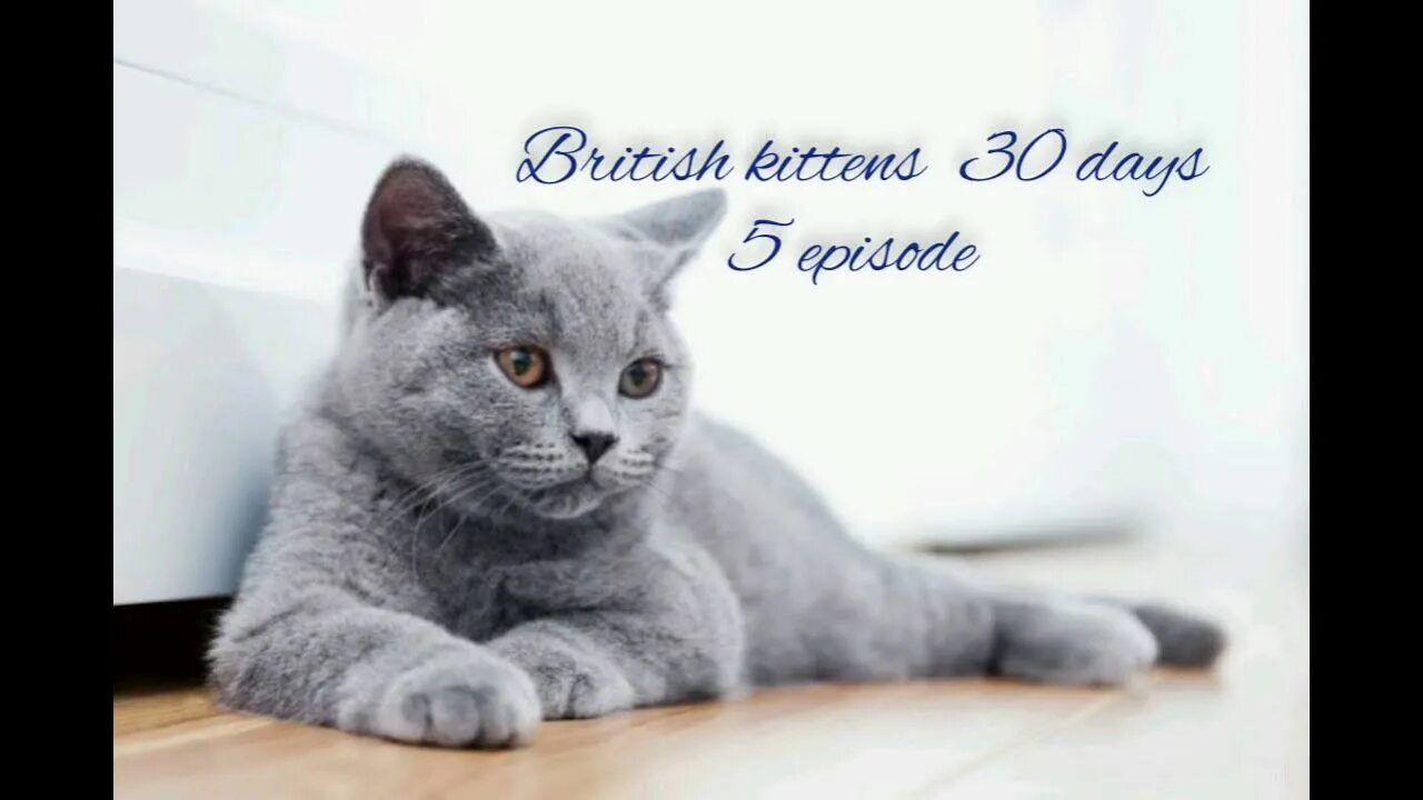 Кот породы британец фото Бусины котята "Британцы" часть 5 episode. Kittens 30 days. - YouTube