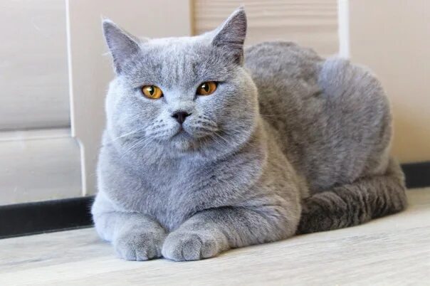 Кот породы британец фото On October 1, a British cat was lost in the area of Prospekt Marine 39a. Castrat
