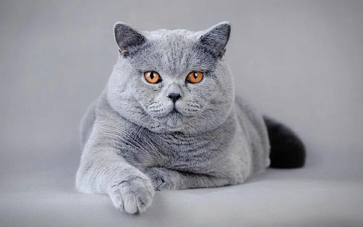 Кот породы британец фото Породы кошек с фотографиями и названиями Katte