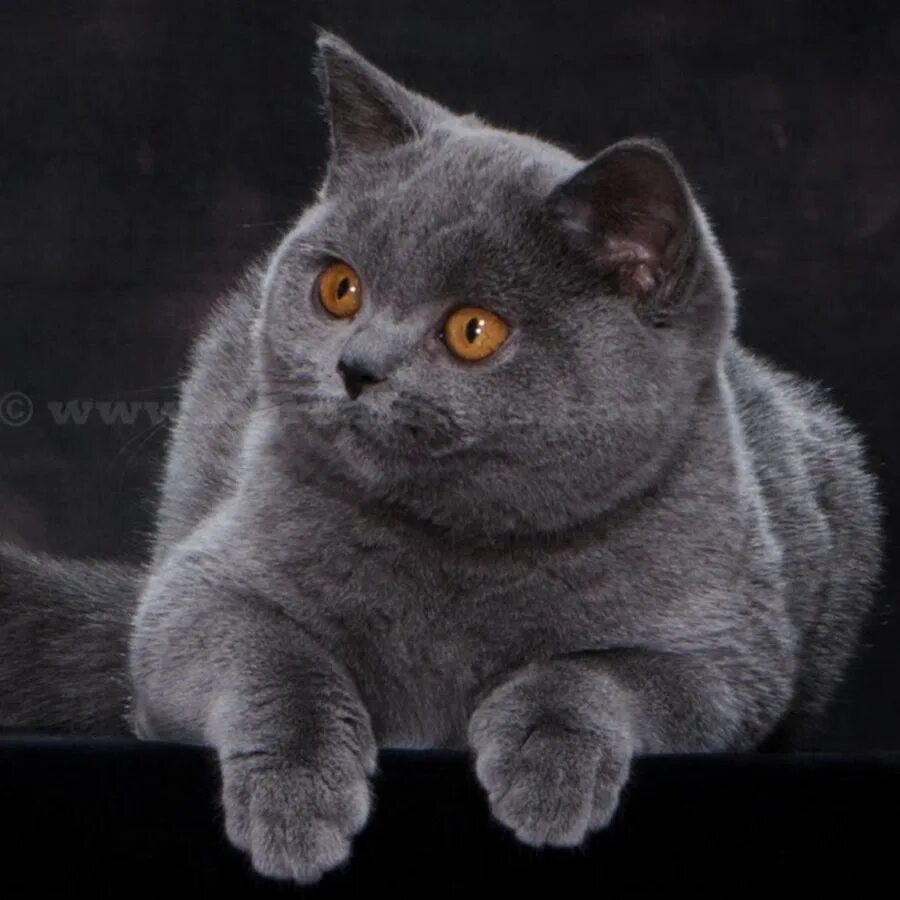 Кот породы британец фото British Shorthair Boreal Cattery - YouTube