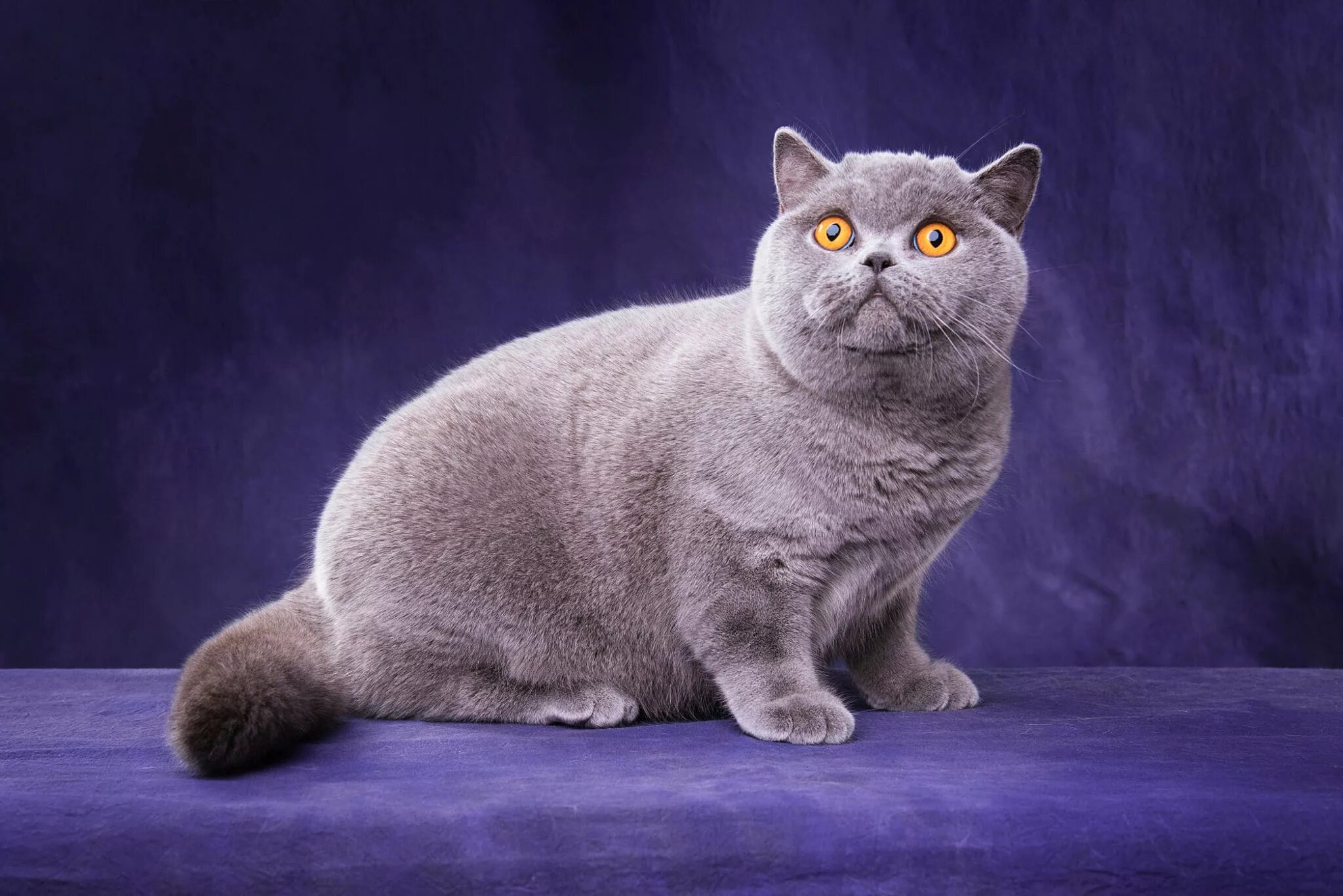 Кот породы британец фото Download wallpaper cat, cat, look, pose, kitty, grey, legs, muzzle, section cats