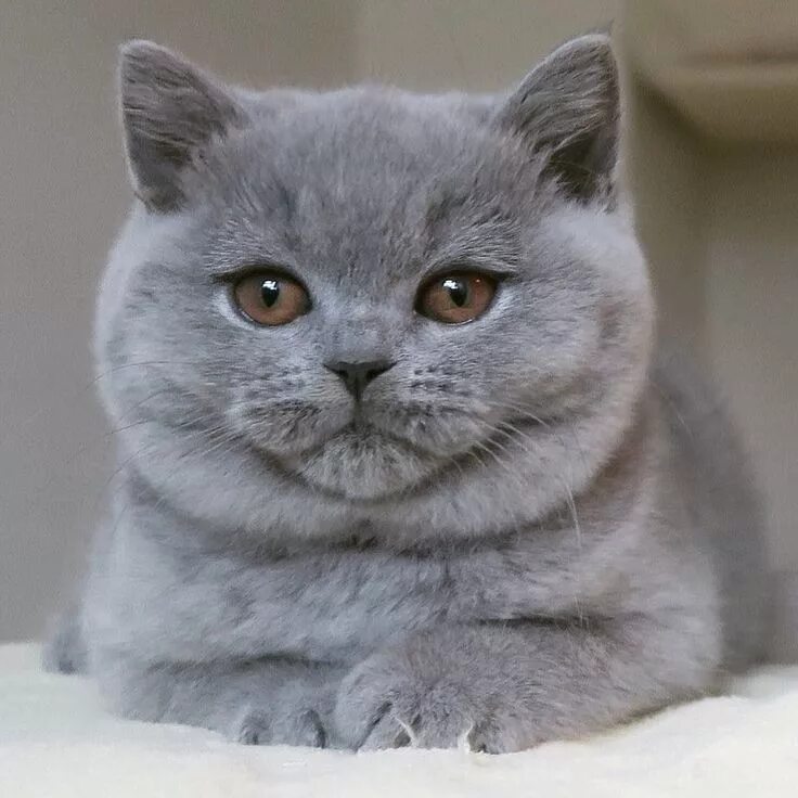 Кот породы британец фото Russian Blue Cat. Милые котики, Британская короткошерстная, Котята