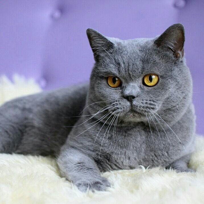 Кот породы британец фото Британская кошка - купить в Нижнем Тагиле, цена 1 000 руб., продано 17 августа 2