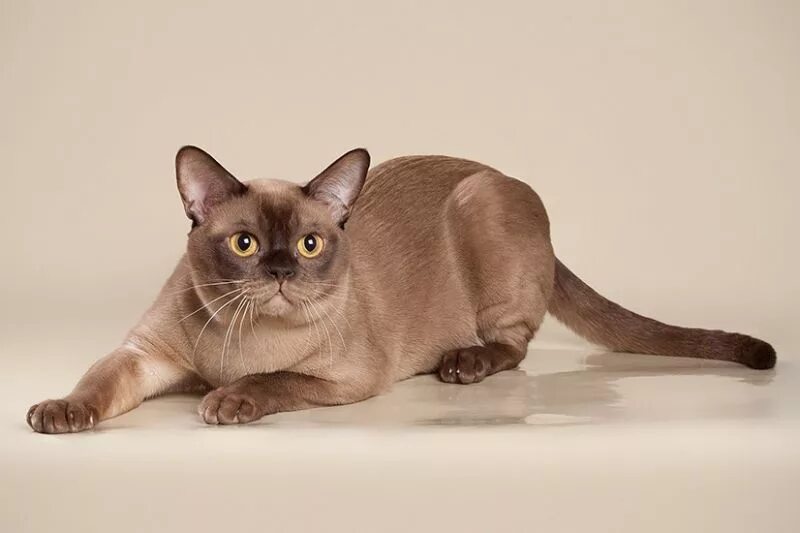 Кот породы бурма фото The smartest cat breeds in the world en.petglobals.com