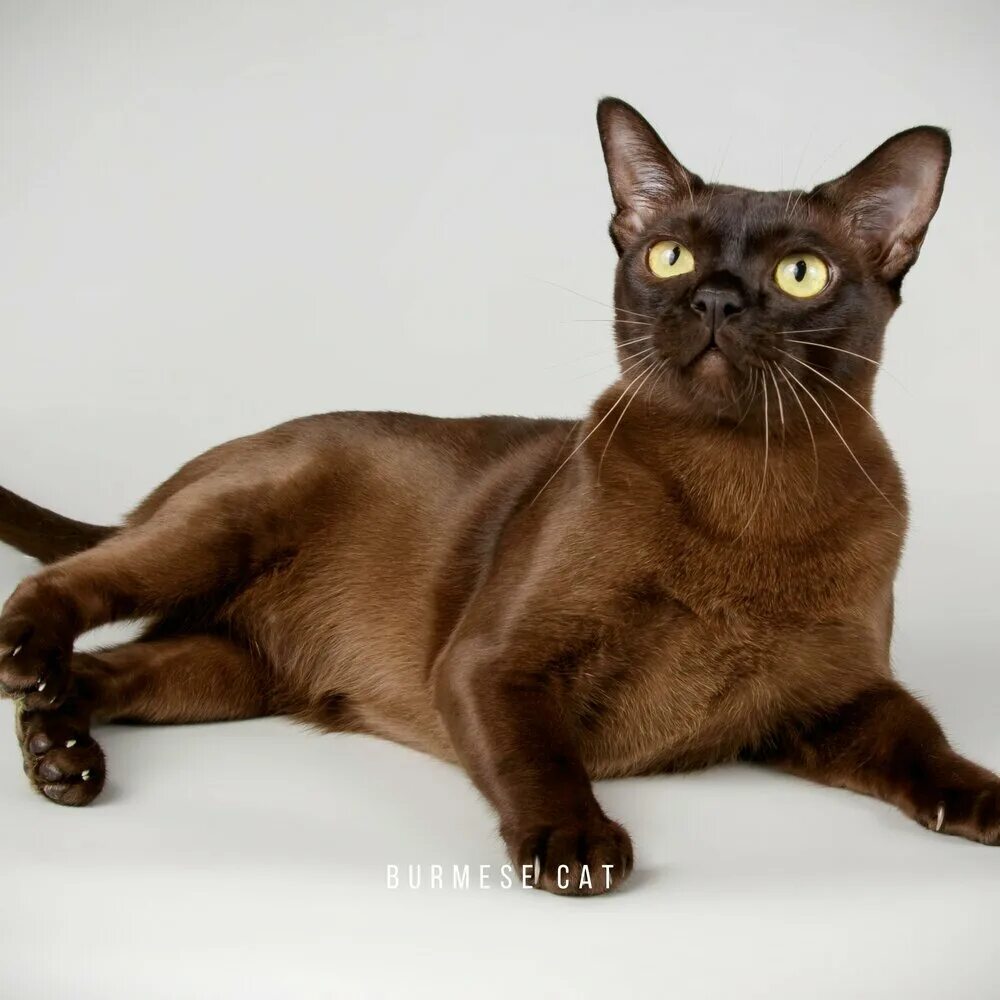 Кот породы бурма фото Cat Music альбом Burmese Cat слушать онлайн бесплатно на Яндекс Музыке в хорошем