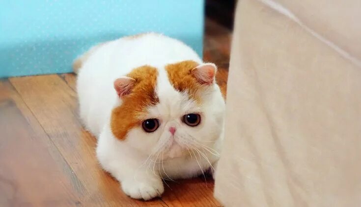 Кот породы экзот фото Кликните для закрытия картинки, нажмите и удерживайте для перемещения в 2023 г К