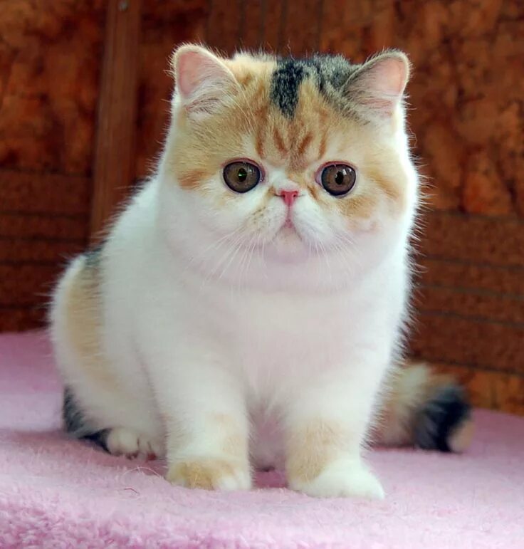 Кот породы экзот фото Pin on Pets I like