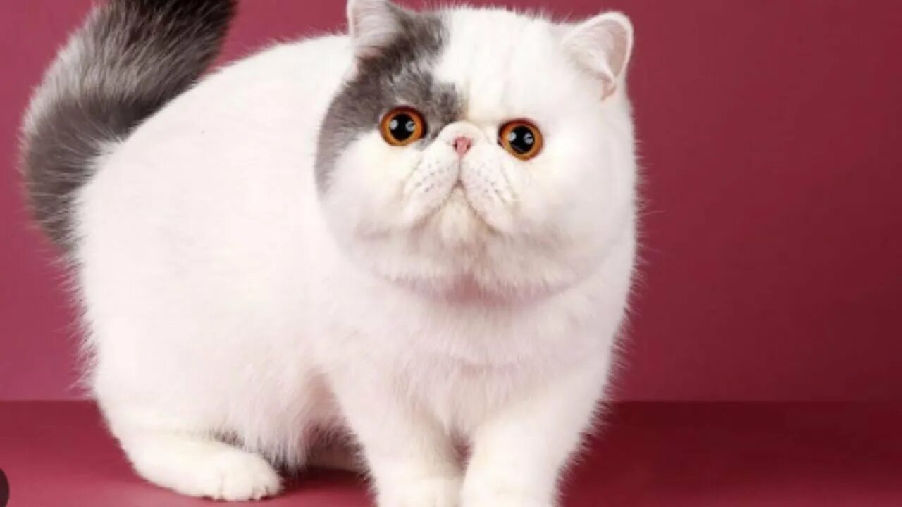 Кот породы экзот фото Exotic Shorthair Cat Breed Facts Personality Color #cutecats #cuteanimals #cutec