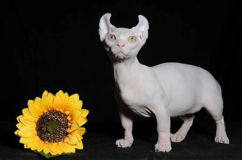 Кот породы эльф фото Кошки с короткими лапами: 9 пород с маленькими ножками