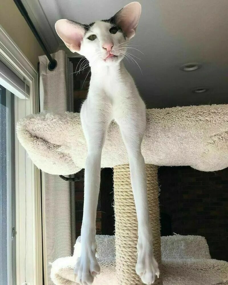 Кот породы грузин фото 14 прелестных животных, которых природа наградила большими ушами