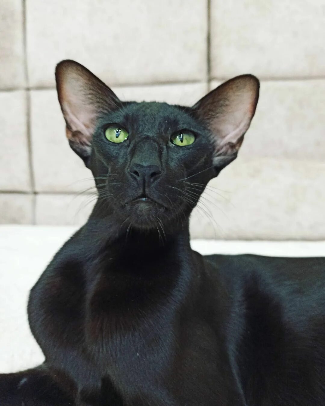 Кот породы грузин фото Black Oriental Shorthair Sale www.cifroclub.ru