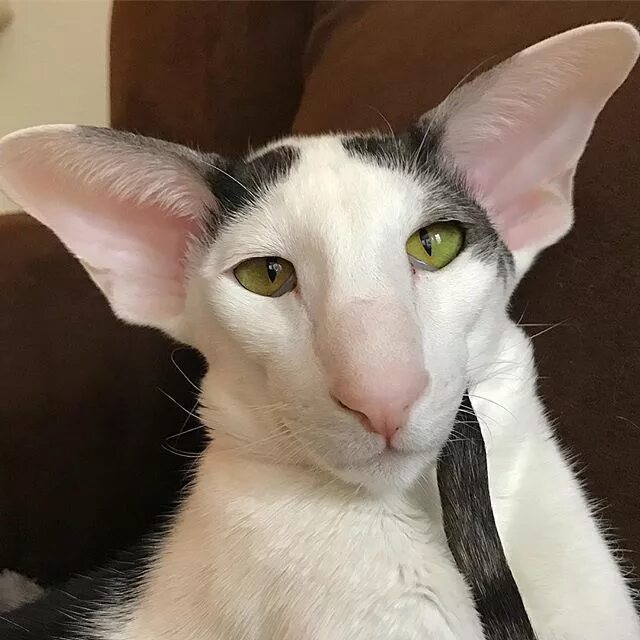 Кот породы грузин фото Tedder Tot's tail front and center for Teddy Tuesday!!! Enjoy! #teddytuesday #ho