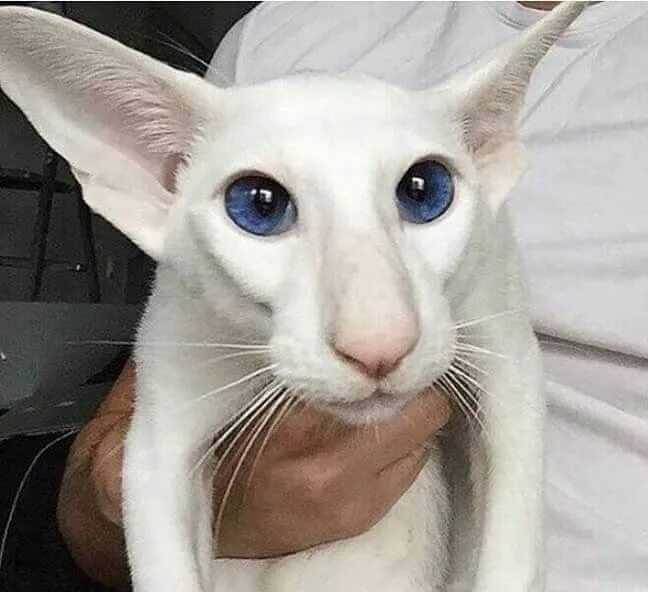 Кот породы грузин фото Пин от пользователя Karen Phillips на доске adorable animals Милые котики, Котят