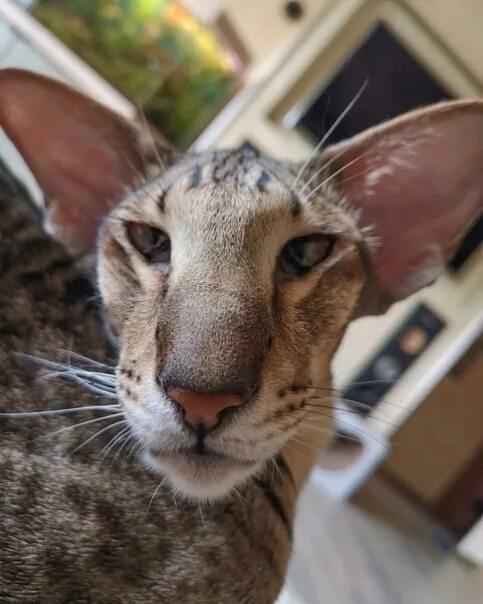 Кот породы грузин фото Oriental cats came to us from another planet 2023 Больше, чем фото VK