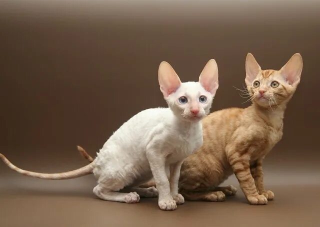 Кот породы корниш фото Котовторник: лента прикольных котов на 05.02! - ЯПлакалъ